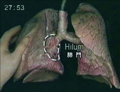 DVD版　機能解剖マニュアル　胸部の臓器/生殖器(心臓/肺/生殖器)