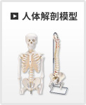 人体解剖模型