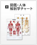 図鑑／人体解剖学チャート
