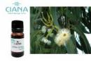 CIANA アロマオイル(ユーカリ グロブルス)10ml