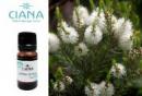 CIANA アロマオイル(ティートゥリー)10ml