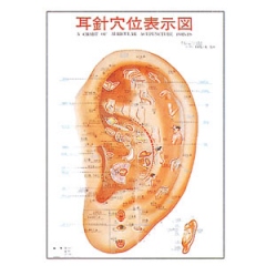 耳針穴位表示図