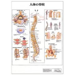 デスクサイズ(人体の脊柱)