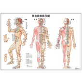 鍼灸経絡経穴図