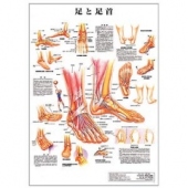 ポスターサイズ(足と足首)