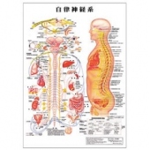 ポスターサイズ(自律神経系)