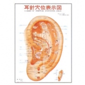 耳針穴位表示図