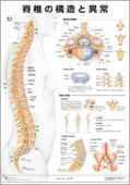 ミニポスター　脊椎の構造と異常