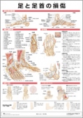ミニポスター　足と足首の損傷