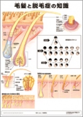 ミニポスター　毛髪と脱毛症の知識