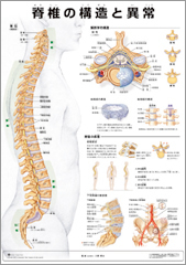 ミニポスター　脊椎の構造と異常