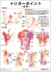 ミニポスター　トリガーポイント(体幹)