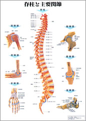 脊柱と主要関節