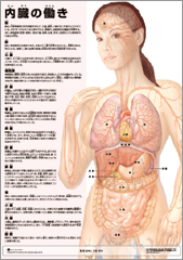 ミニポスター　内臓の働き