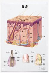 3D人体チャート(皮膚)