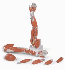 上肢の筋肉5分解モデルM-10