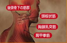 DVD】見る見るわかる解剖学 ｜ 医道の日本社(公式ショッピング