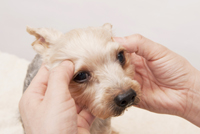 犬のツボ押しbook 医道の日本社 公式ショッピングサイト 鍼灸 医療用具の通信販売 犬のツボ押しbook 医道の日本社 公式ショッピングサイト 鍼灸 医療用具の通信販売