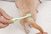 犬のツボ押しbook 医道の日本社 公式ショッピングサイト 鍼灸 医療用具の通信販売 犬のツボ押しbook 医道の日本社 公式ショッピングサイト 鍼灸 医療用具の通信販売