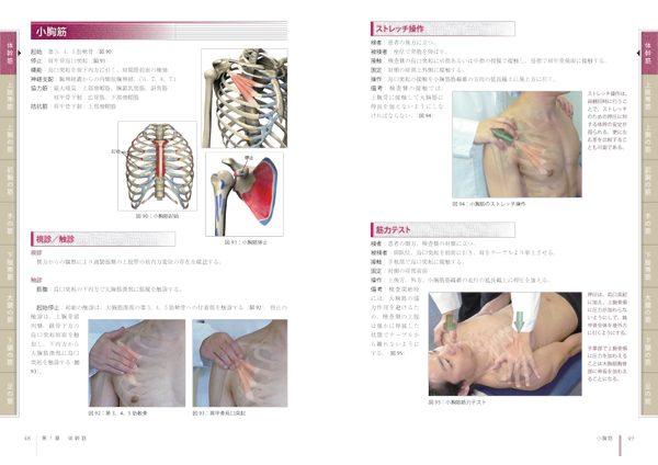 筋機能評価法 ビジュアルで学ぶ触診・ストレッチ・筋力テスト ｜ 医道 ...